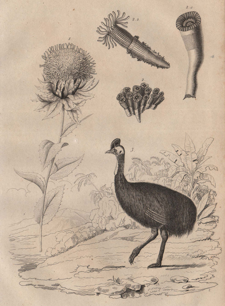 Carthame (Safflower). Caryophyllia (solitary corals). Cásoar (Cassowary) 1834